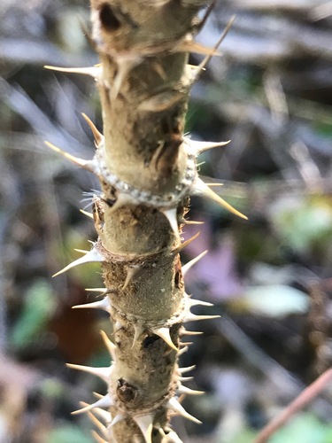 mongolian vaahtera oksa